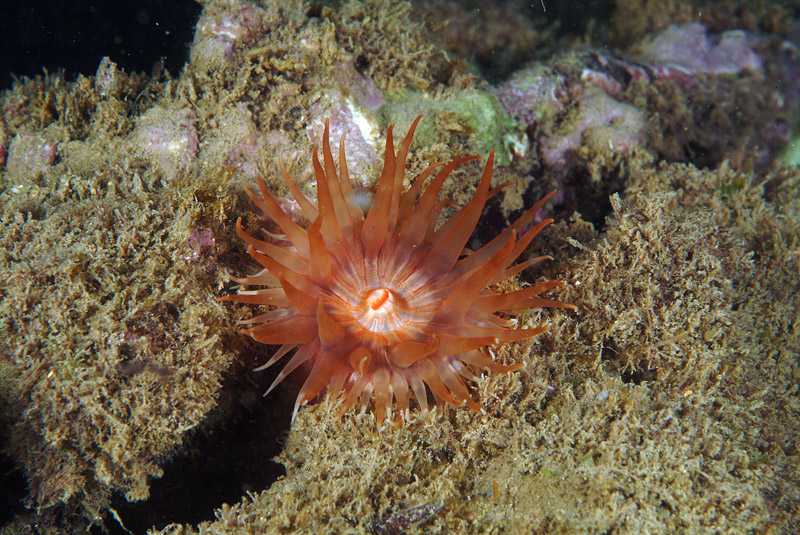 Telmatactis forskalii  - Castel Sonnino Livorno